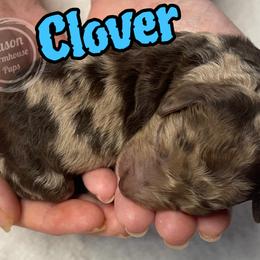 Clover - Brown and tan male Cockapoo puppy in Anniston, Alabama from Mason Farmhouse Poodles, Doodles & Poos (Breeding & Stud Services)