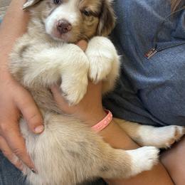 Fettuccine Girl 5 (Nova) - Red merle female Australian Shepherd puppy in Johnson City, Tennessee from St. Isidore Australian Shepherds