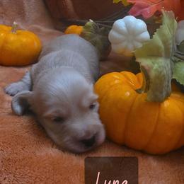 Luna - Cream female Dachshund puppy in Price, Utah from Smiling Dog Dachshunds
