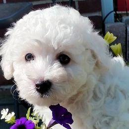 Bichon Frises from Baltimore Bichons, Inc.