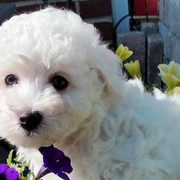Bichon Frises from Baltimore Bichons, Inc.