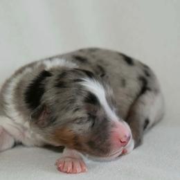 Female 3 - Blue merle female Australian Shepherd puppy in Hamilton, New Jersey from Birch Haus