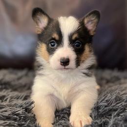 MN - F1 - Black and tan female Pembroke Welsh Corgi puppy in Stockton, Iowa from Infinity Corgis