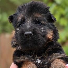 Ava Grace - Black and red female German Shepherd puppy in Canton, Texas from WILDWOOD GERMAN SHEPHERDS