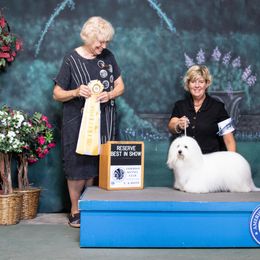 Coton de Tulear All Grown Up from Kanto Cotons