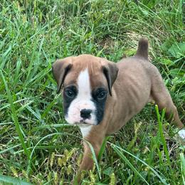 Josh - Fawn male Boxer puppy in Coal Valley, Illinois from Charron Boxers