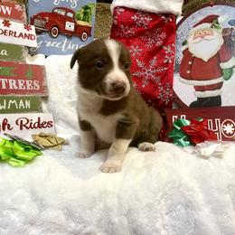 Border Collie and Jack Russell Terrier Puppies from CP FARMS BORDER COLLIES N JACKS CORP