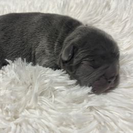 Cleopatra - Blue female French Bulldog puppy in Amarillo, Texas from Bomb City Bulldogs