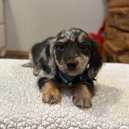 Boone - Dapple male Dachshund puppy in Stilwell, Oklahoma from Mountain Top Dachshunds