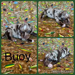 Buoy - Red merle male Catahoula Leopard Dog puppy in Forbes, Minnesota from North Country Catahoulas