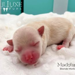 Girl 4 - female Morkie puppy in Scottsdale, Arizona from Lil Luxe Pups