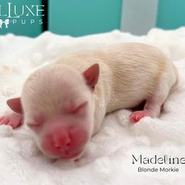 Girl 4 - female Morkie puppy in Scottsdale, Arizona from Lil Luxe Pups