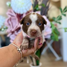 Rose - Blue female Australian Cattle Dog puppy in Sahuarita, Arizona from A2 Australian Cattle Dogs