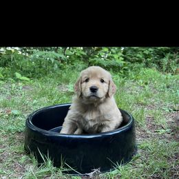 Golden Retriever Puppies from Anna's Golden Retrievers
