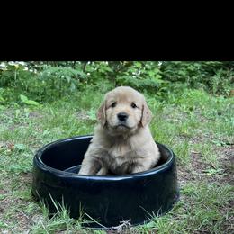 Golden Retriever Puppies from Anna's Golden Retrievers