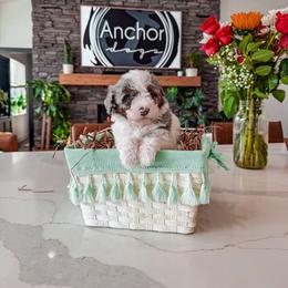 Bernedoodle, Cavapoo, Cavapoochon, Goldendoodle, and Yorkipoo Puppies from Anchor Dogs