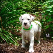 Green - Dogo Argentino puppy from Primo Kennels