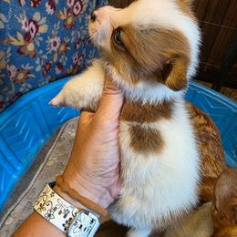 Piebald Boy with full tail - White and red male Pembroke Welsh Corgi puppy in Middleburg, Florida from Mulkeys Little Corgis