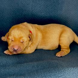 Red boy - Yellow male Labrador Retriever puppy in Plymouth, North Carolina from Duck Creek Kennels