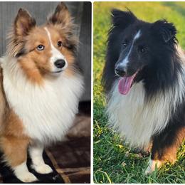Shetland Sheepdog puppies from Henotic Homestead's Shetland Sheepdogs