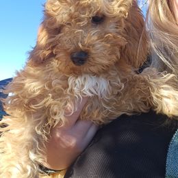Lila - Red  female Goldendoodle puppy in Tucson, Arizona from Ever After Doodles Arizona