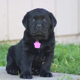 Labrador Retriever Puppies from Tripp Labradors