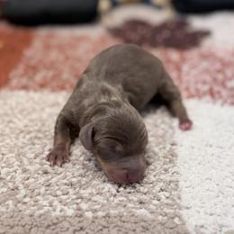 Maple - Chocolate and tan female Dachshund puppy in Purdy, Missouri from Shotgun Pups