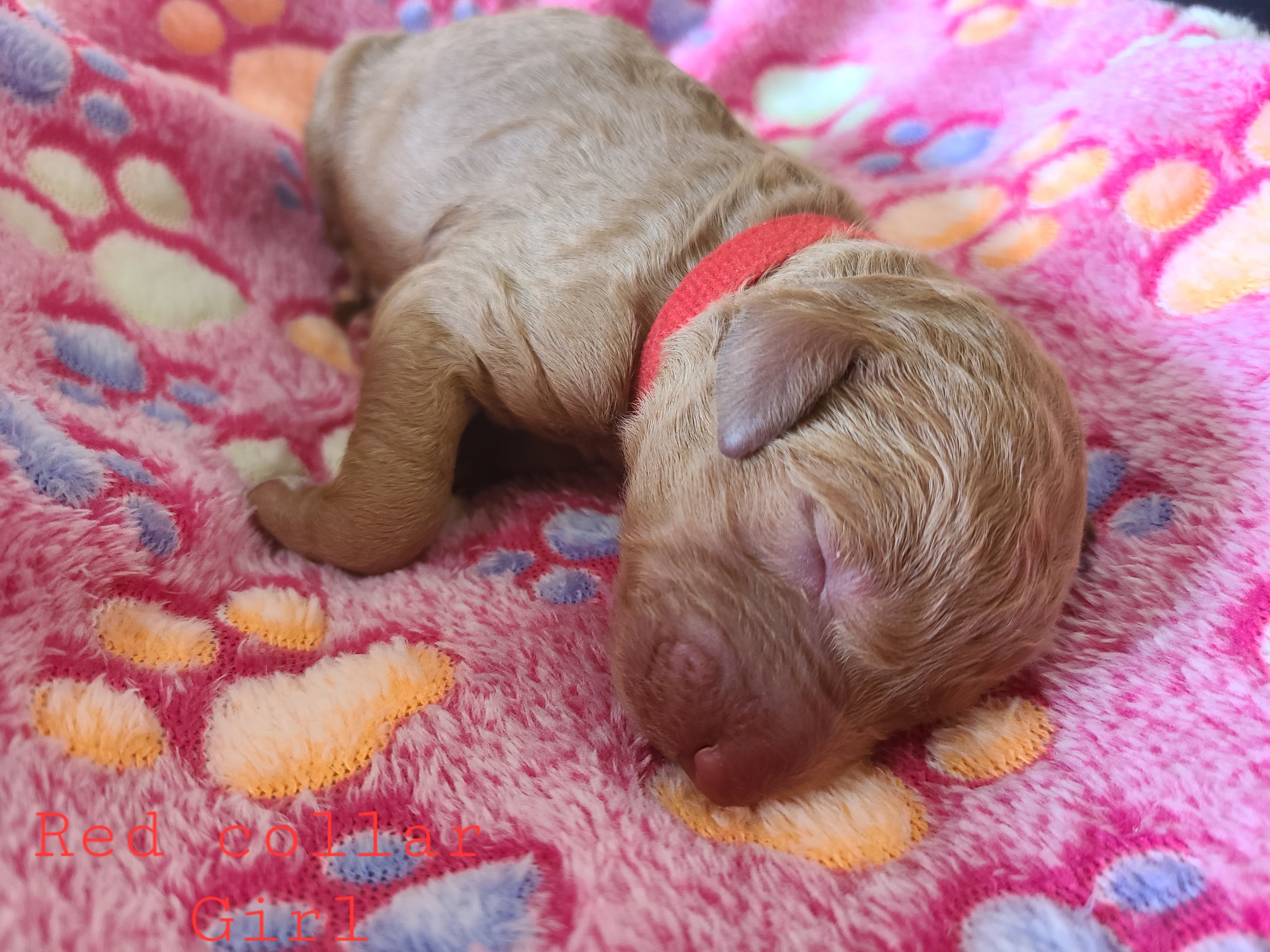 Goldendoodle Puppies from Doodle Den
