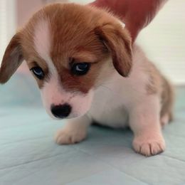 Pembroke Welsh Corgi puppies from Cole's Corgi Compound