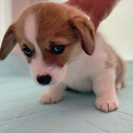 Pembroke Welsh Corgi puppies from Cole's Corgi Compound