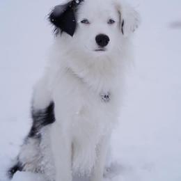 Miniature Australian Shepherd All Grown Up from Mountain Springs’ Aussies
