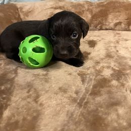 Suzy - Chocolate female Boykin Spaniel puppy in Van Buren, Arkansas from Arklahoma Boykins