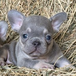 Lilac boy 1 - Blue male French Bulldog puppy in Brooksville, Florida from Post Farm Rottweilers & French Bulldogs