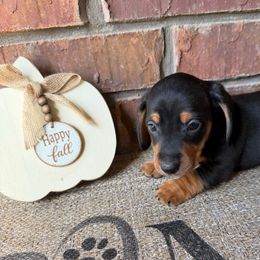 Peanut - Black and tan male Dachshund puppy in Keota, Oklahoma from Skyview Doxie Ranch