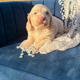 Huxley - Cream male Dachshund puppy in New Albany, Mississippi from Double A. Doxies