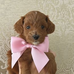 Little Pink Girl - Red  female Goldendoodle puppy in Palo Cedro, California from Goosehill Doodles