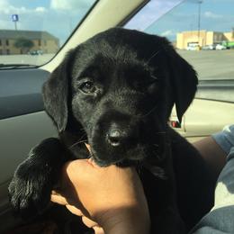 Labrador Retriever Puppies from Andy Lafleur