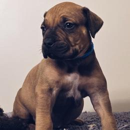Blue - Reddish brown Boerboel puppy in Naples, New York from Freedom Boerboels LLC