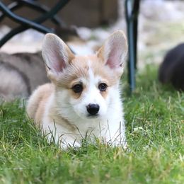 Pembroke Welsh Corgi Puppies from Cosmere Corgis