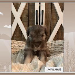 "Available Sable Girl 6/21/23" Miniature Schnauzer Puppies from Magnolia Schnauzers