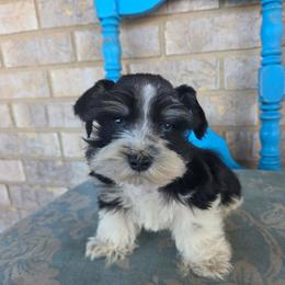 Mcgraw - Parti male Miniature Schnauzer puppy in Paradise, Utah from Highbornschnauzers