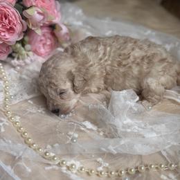 Ivory - Cream female Poodle puppy in Poplarville, Mississippi from Southern Belle Poodles