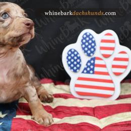 Boy 2 - Dapple male Dachshund puppy in Denver, Colorado from Whinebarkdachshunds LLC