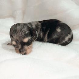 Darlet - Dapple female Dachshund puppy in San Diego, California from Enchanted little dachshunds