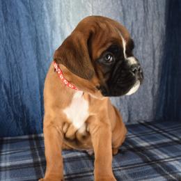 Red reserved - Fawn male Boxer puppy in Clinton, Iowa from Cadogans Boxers