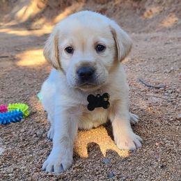 Labrador Retriever Puppies from Labrador Trails