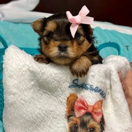 Light Pink - Blue and gold female Yorkshire Terrier puppy in Milton, Florida from Sassenach Yorkie Kennels