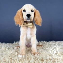 John - Cream male Companion Cross puppy in Utah County, Utah from Big Hearted Breeders