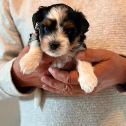 Grey - Black tan and white male Biewer Terrier puppy in Dakota Dunes, South Dakota from Dunes Pups