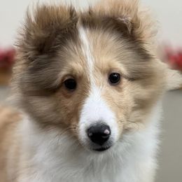 Collies, Poodles, and Shetland Sheepdogs from Adiame Shelties